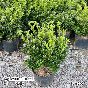 September 2025 3g Dwarf Burfordi Holly Group Website